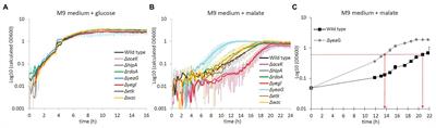 Phosphoproteome Study of Escherichia coli Devoid of Ser/Thr Kinase YeaG During the Metabolic Shift From Glucose to Malate